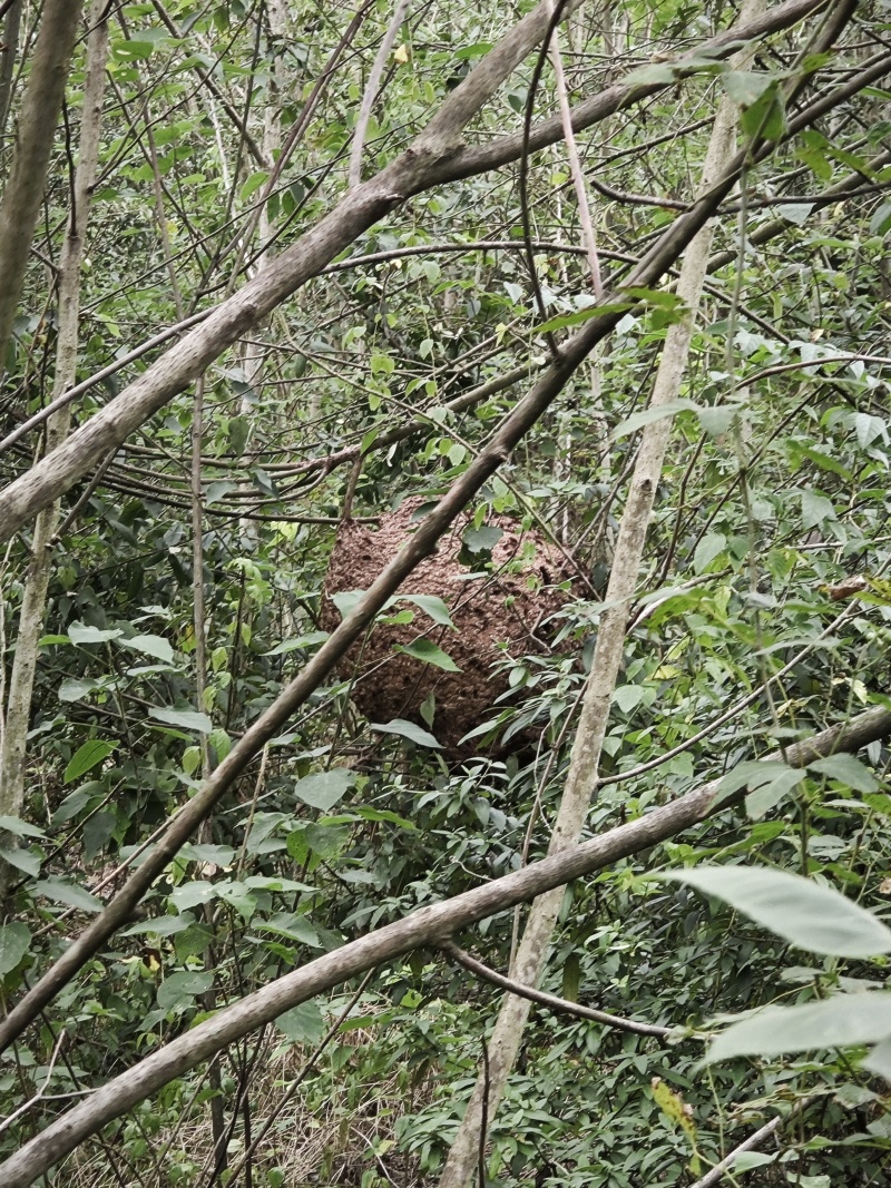 正宗土蜂蜜