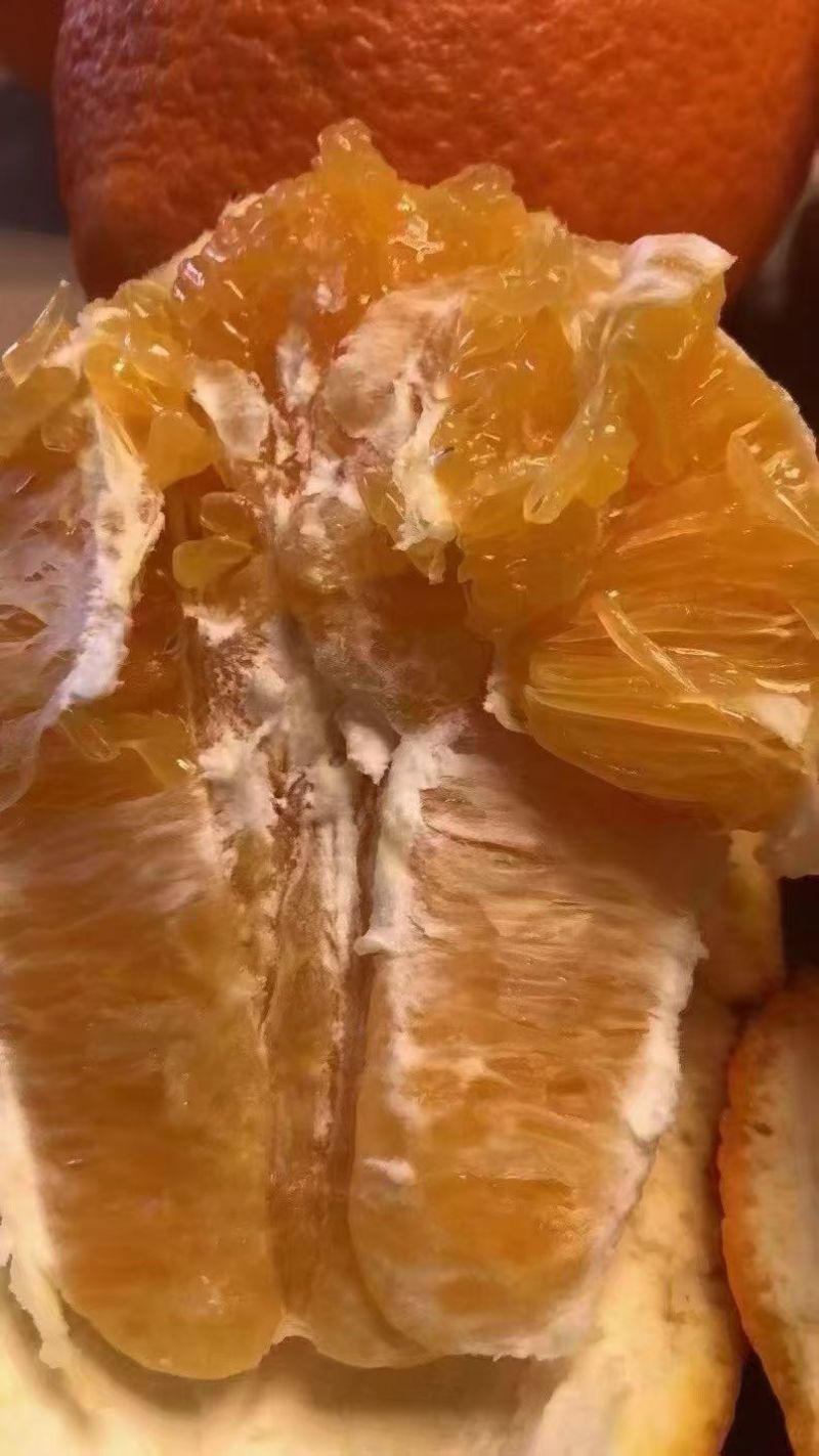奉节脐橙大量一树果精果次果