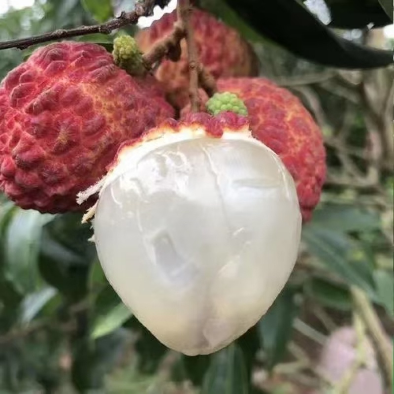 火山岩荔枝王果树苗正品嫁接果树