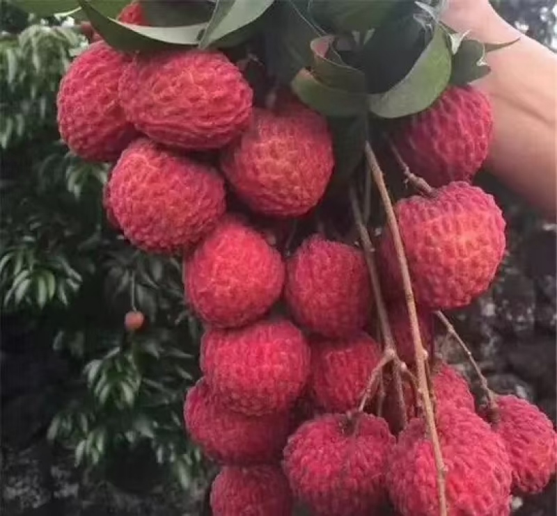 火山岩荔枝王果树苗正品嫁接果树