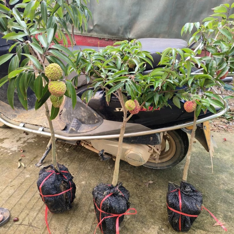 火山岩荔枝王果树苗正品嫁接果树