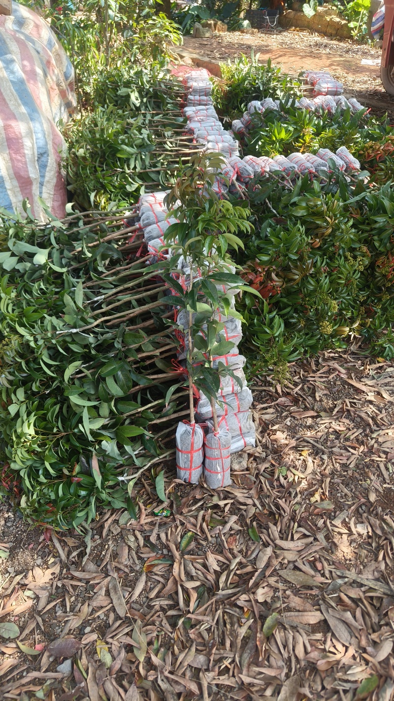 火山岩荔枝王果树苗正品嫁接果树