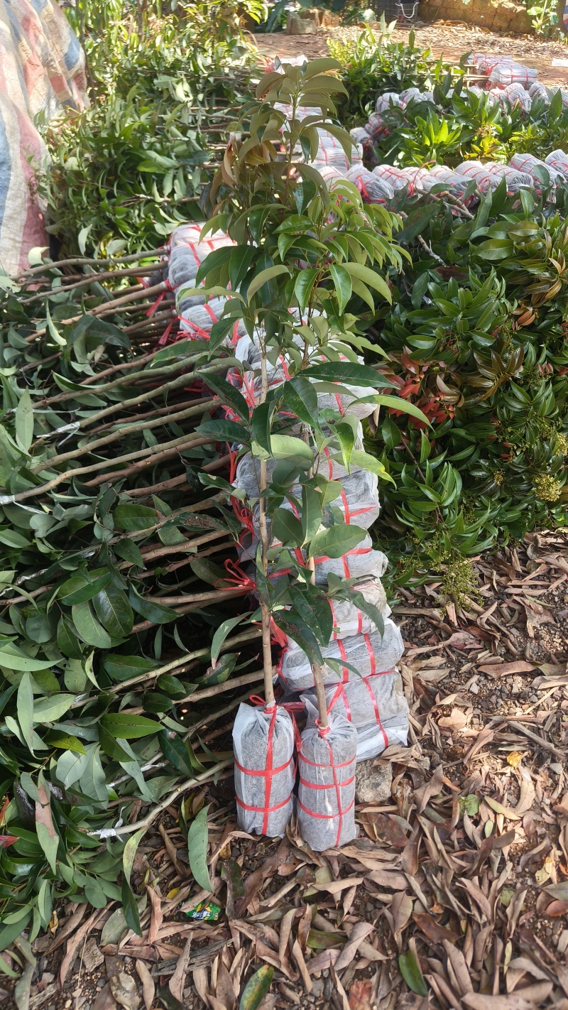 火山岩荔枝王果树苗正品嫁接果树