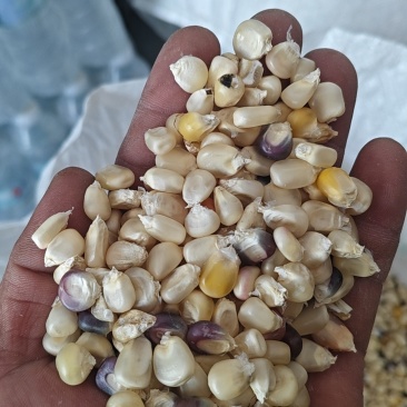 怒江白玉米粒