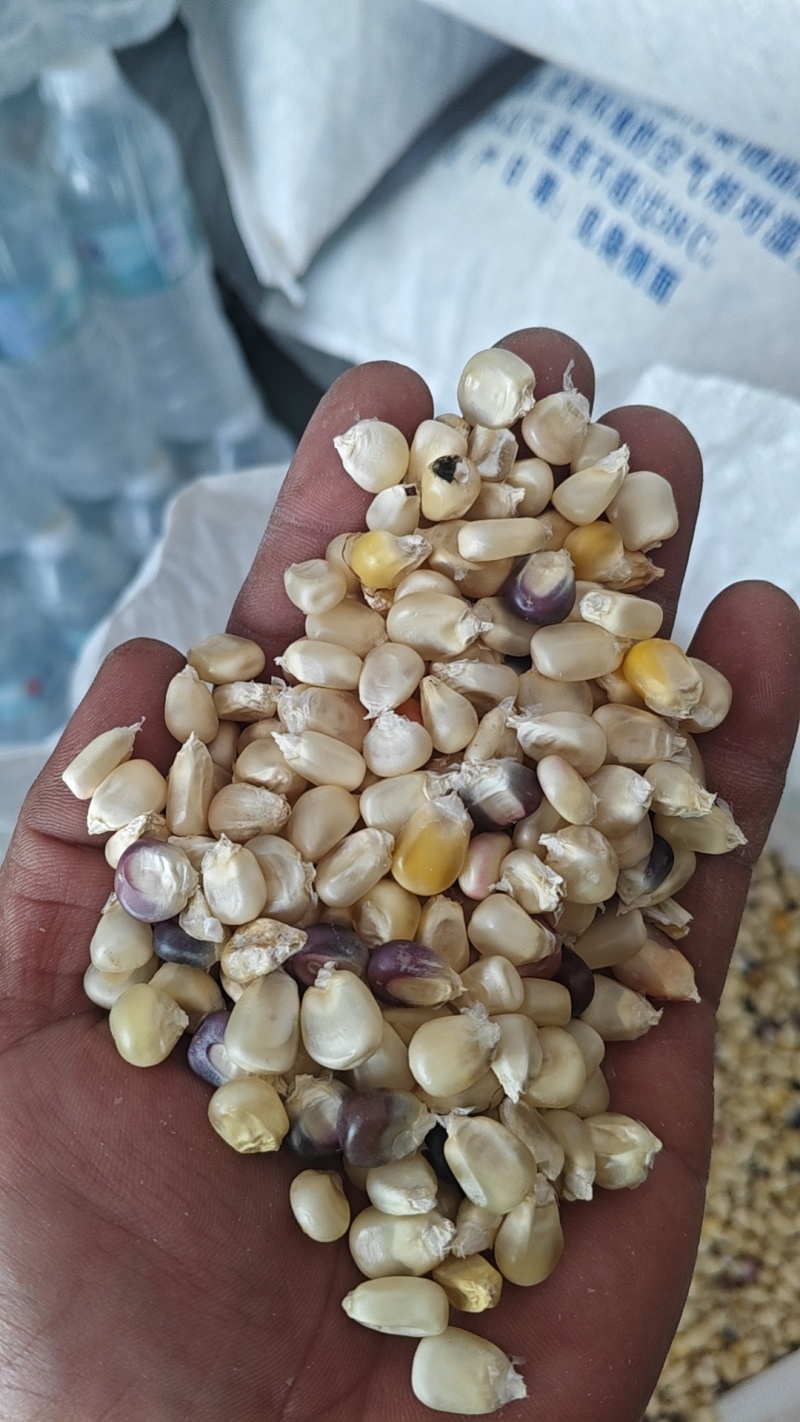 怒江白玉米粒
