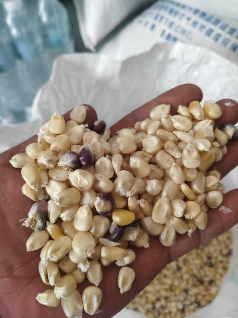 怒江白玉米粒