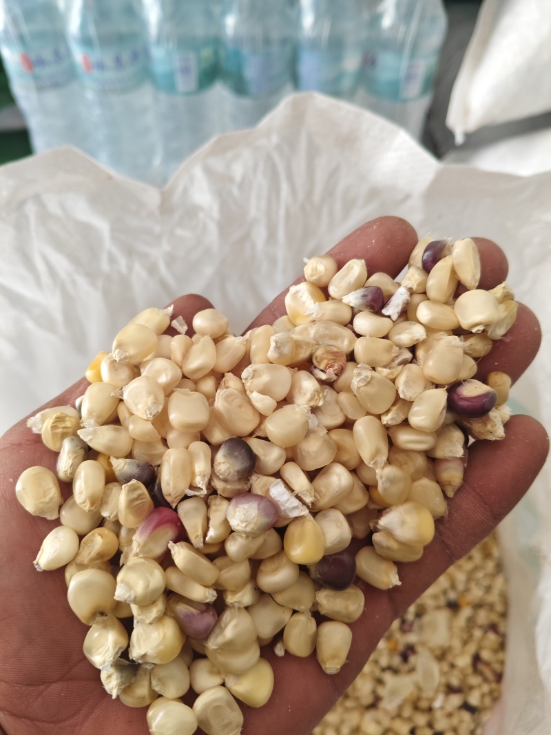 怒江白玉米粒