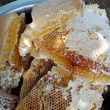 正宗土蜂蜜