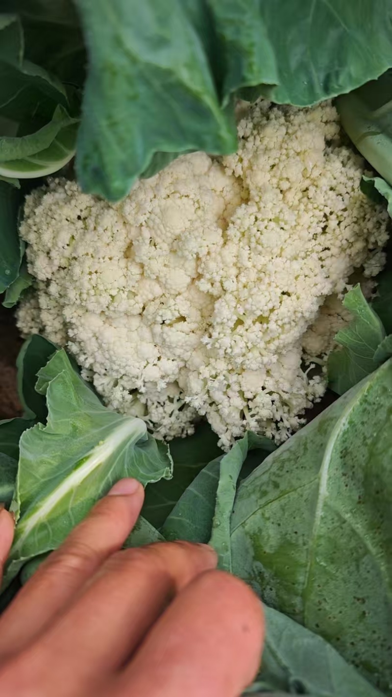 松花菜