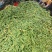 荷包豆