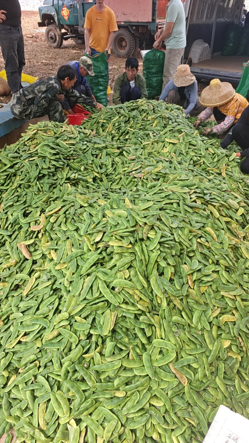 荷包豆