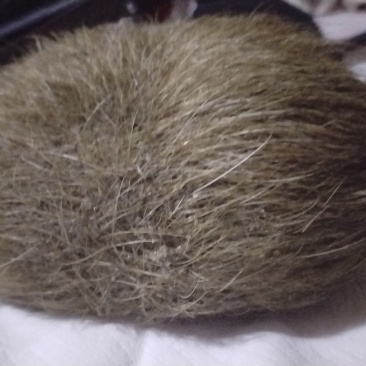 猪宝