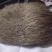 猪宝