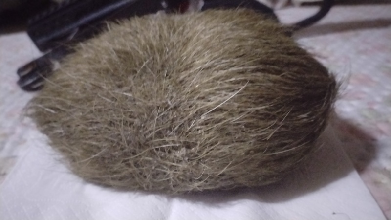 猪宝