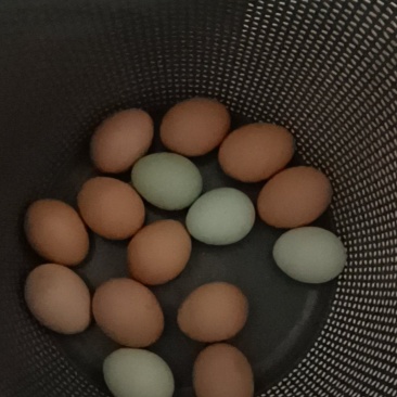 自己家的笨鸡蛋。全是喂的苞米面子。康。没喂一点饲料。
