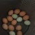 自己家的笨鸡蛋。全是喂的苞米面子。康。没喂一点饲料。