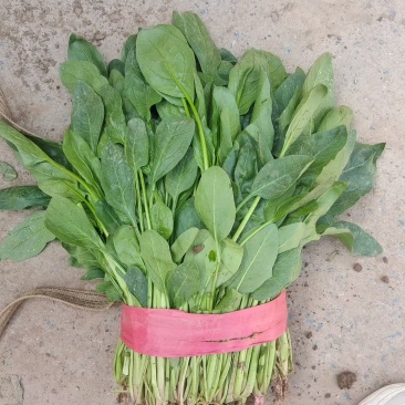 高杆菠菜，小叶菠菜