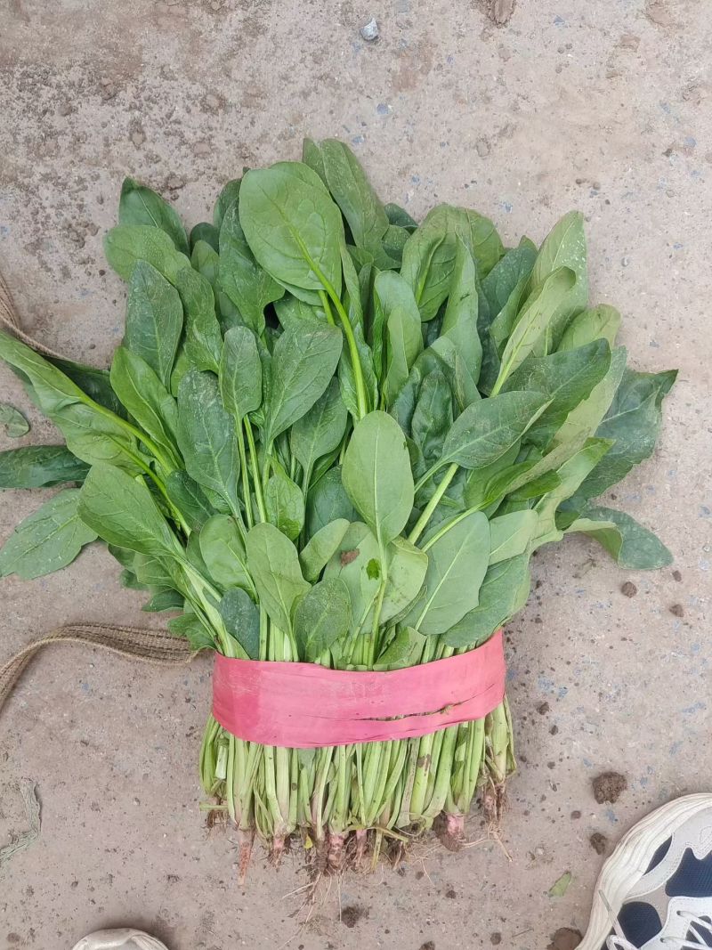 高杆菠菜，小叶菠菜