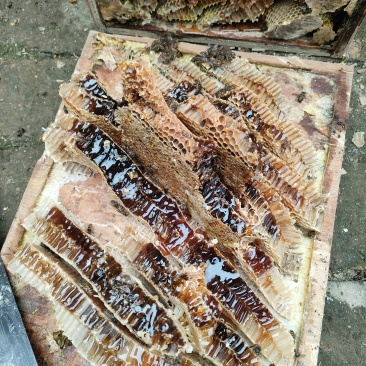 农家土蜂蜜，土养箱养殖，自然生态蜜，无人工干预
