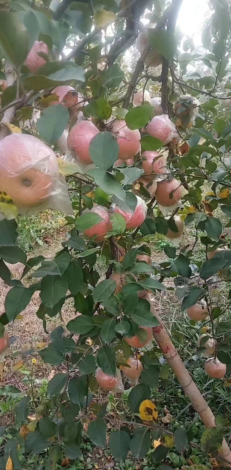 大沙河红富士苹果