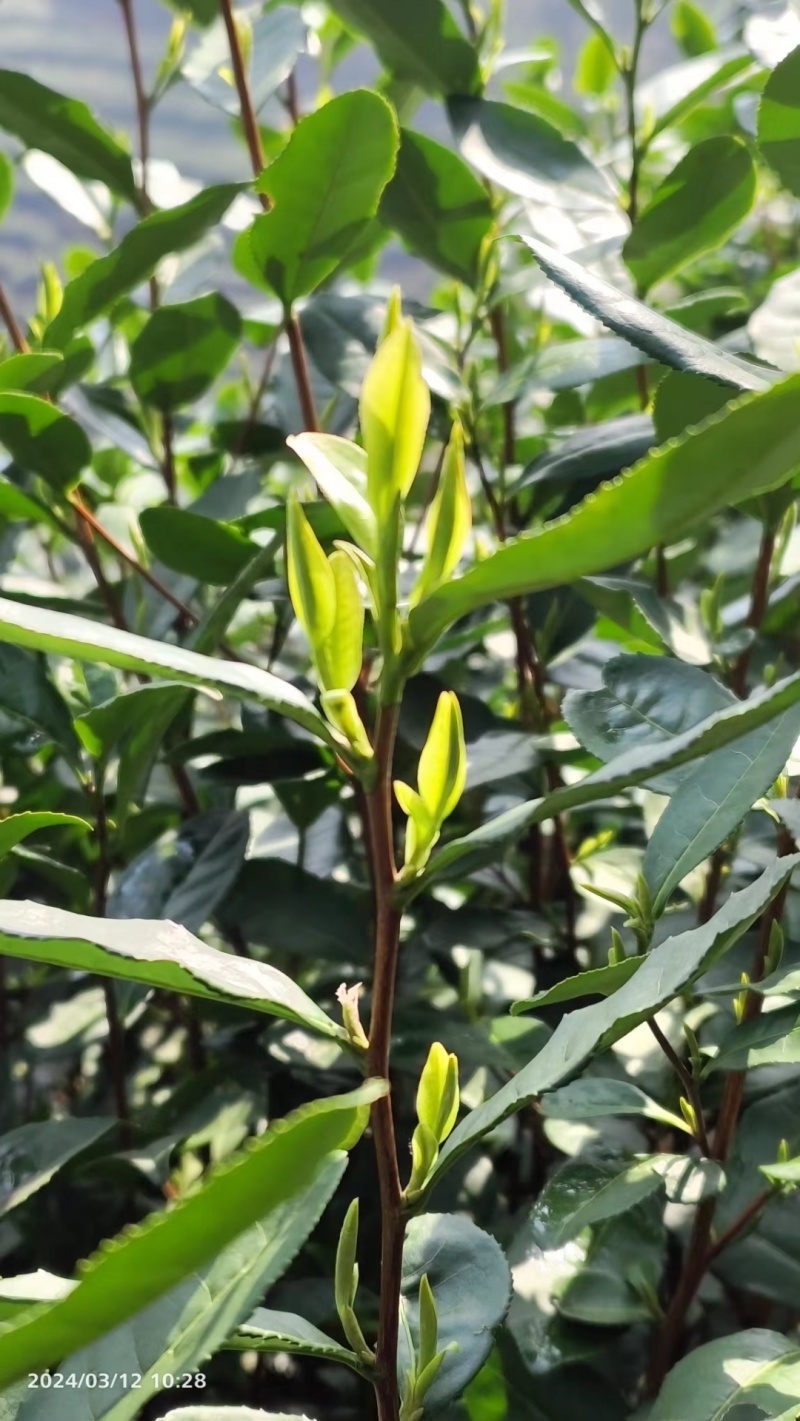 西湖龙井、高山绿茶