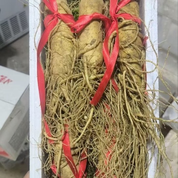 鲜人参