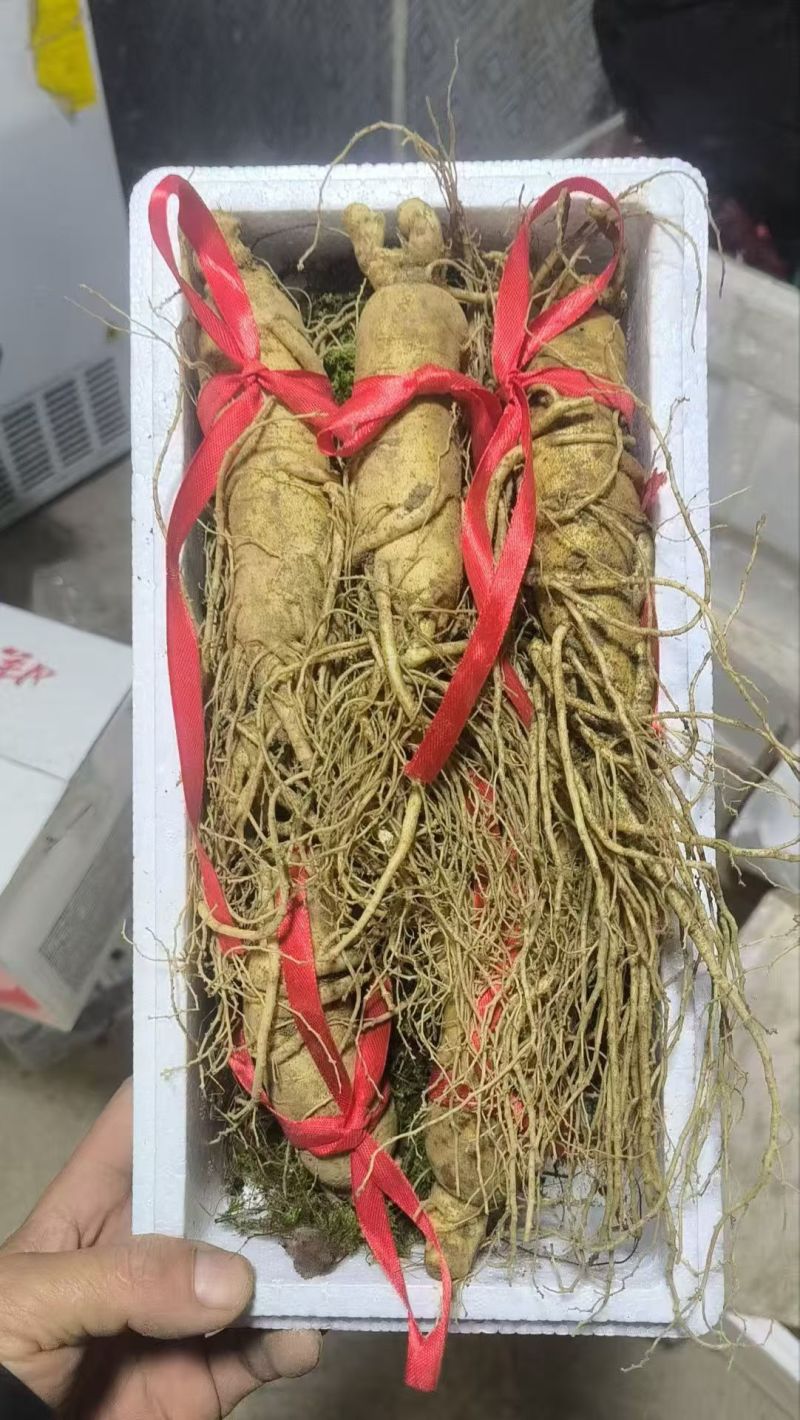 鲜人参
