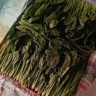 菠菜