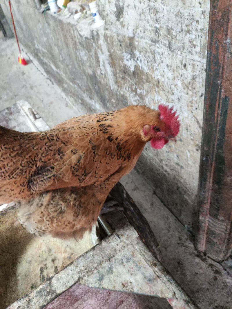 自家养殖土鸡，肉嫩，超香，喜欢吃的来