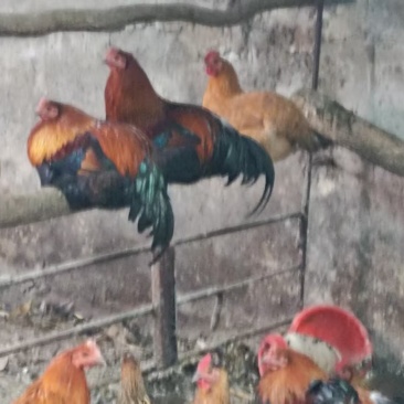 自家养殖土鸡，肉嫩，超香，喜欢吃的来