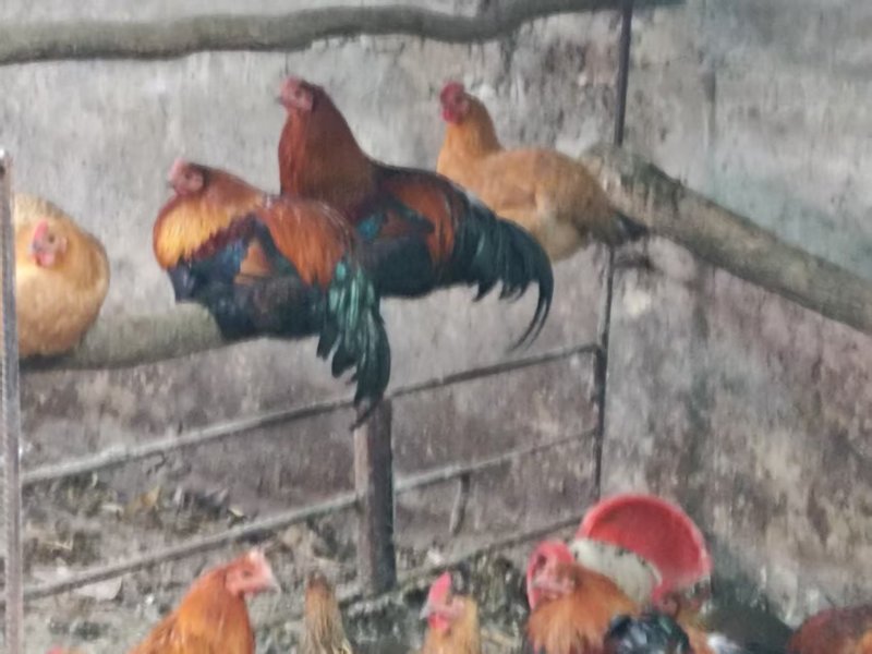 自家养殖土鸡，肉嫩，超香，喜欢吃的来