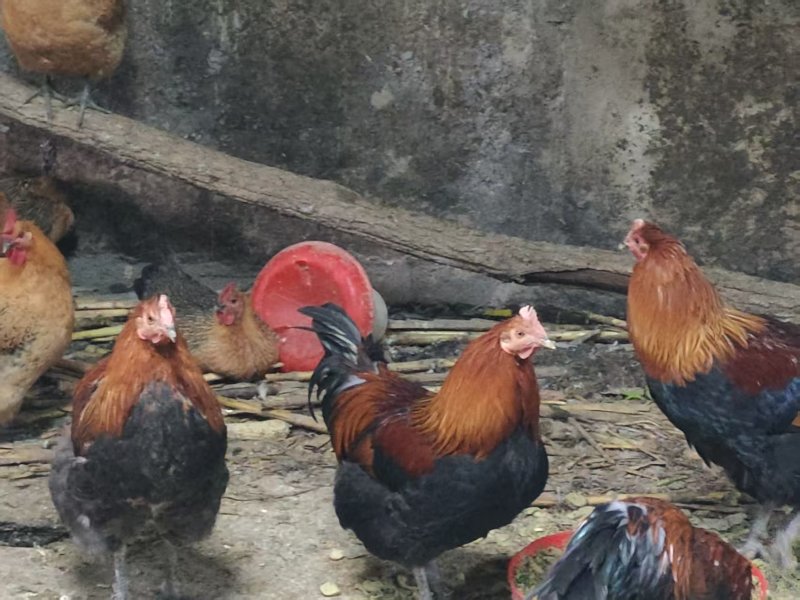 自家养殖土鸡，肉嫩，超香，喜欢吃的来