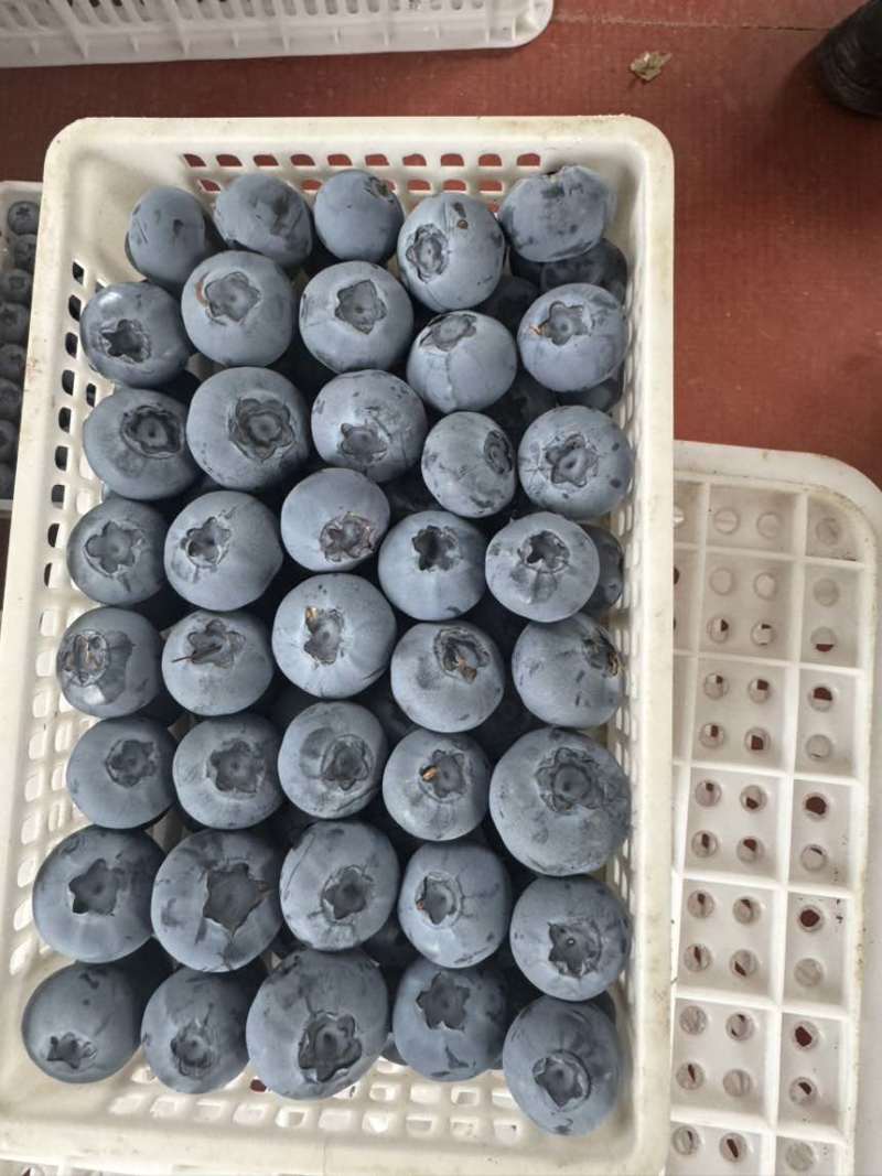 蓝莓