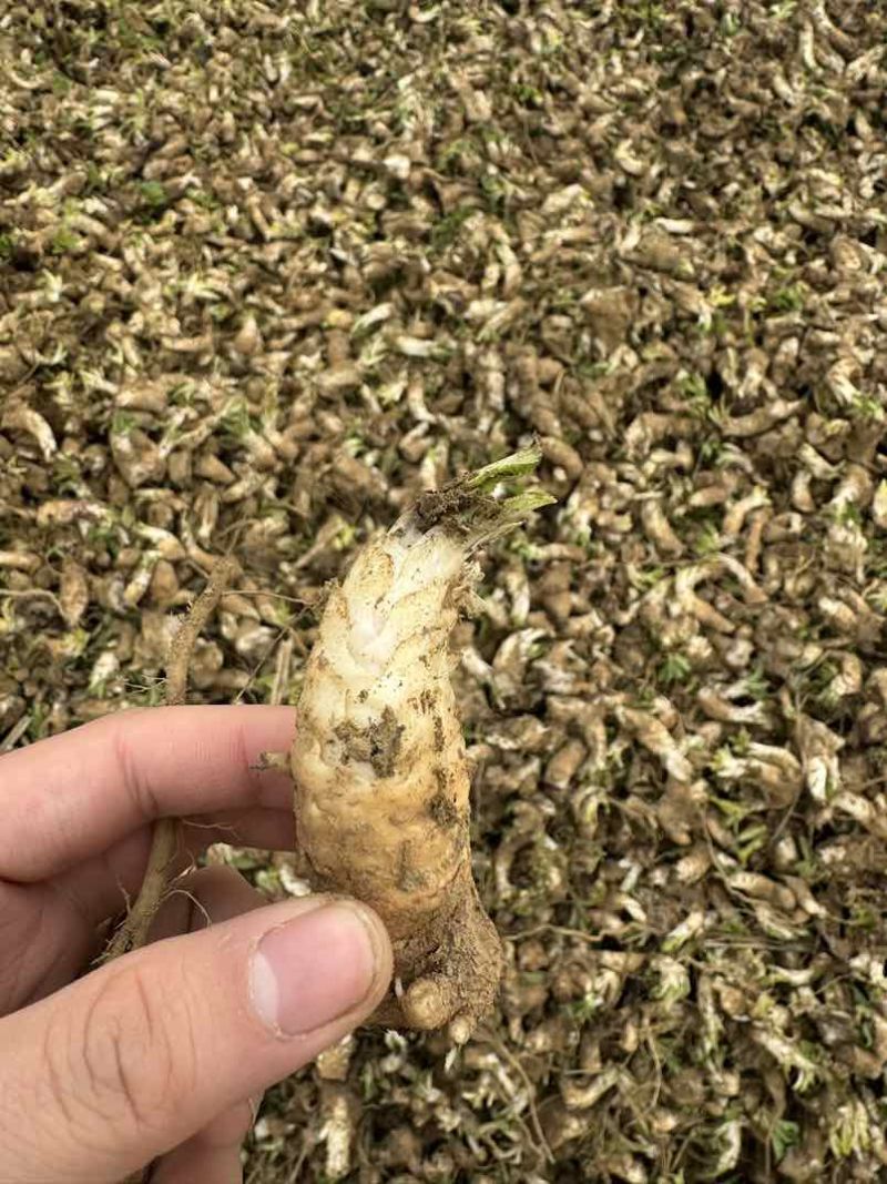 玄参