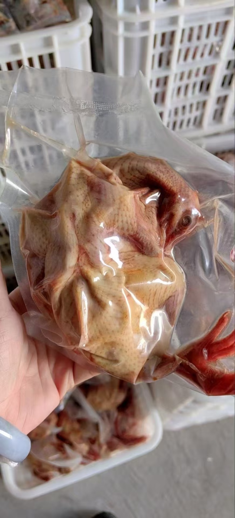 5-6-7-8两一级全净膛鸽子
