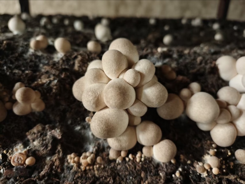 草菇