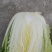 似锦大白菜