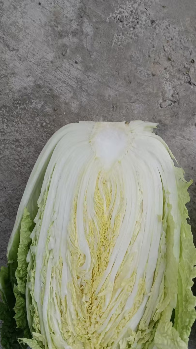 似锦大白菜