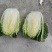似锦大白菜