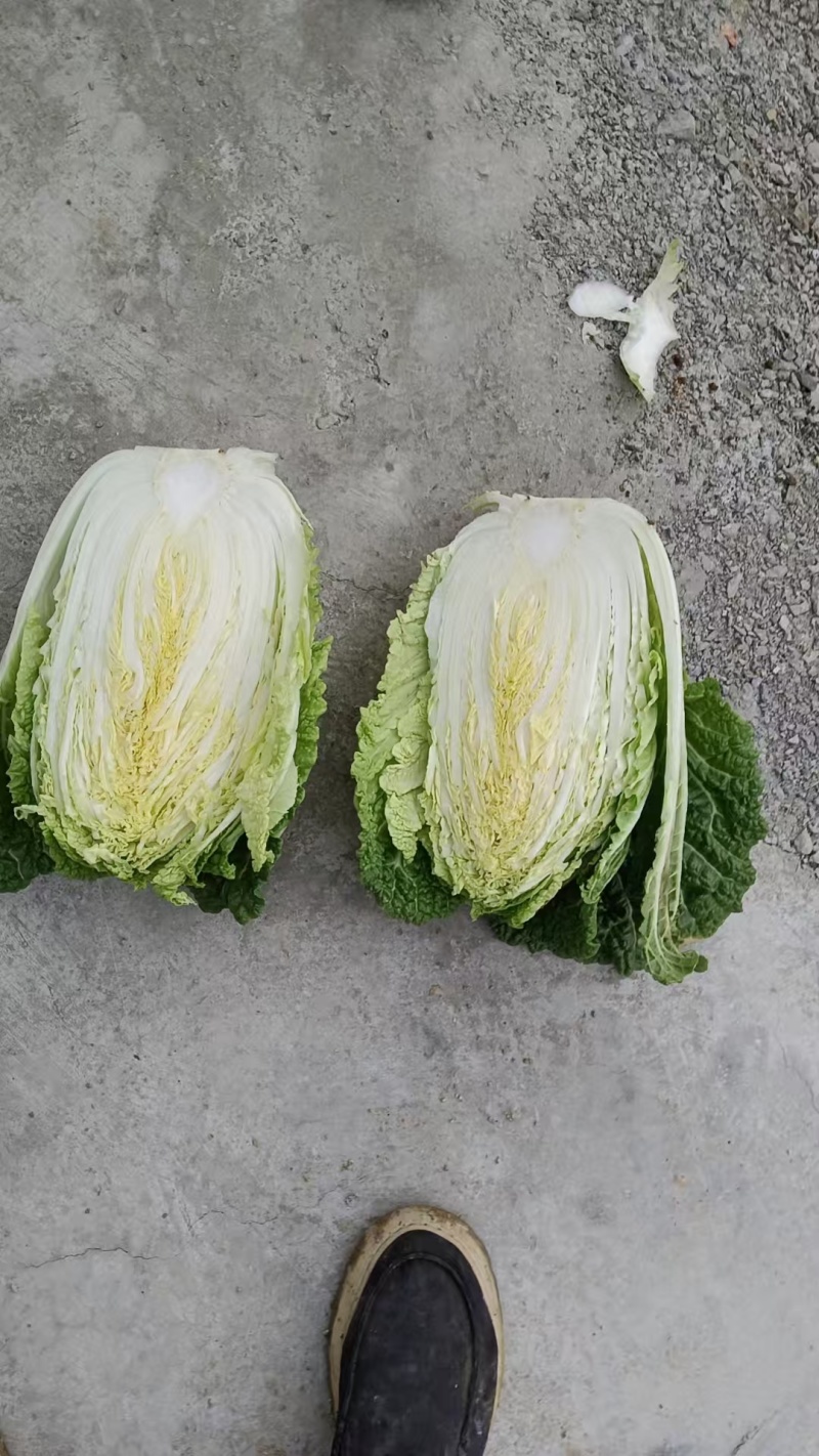 似锦大白菜