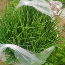 小香葱