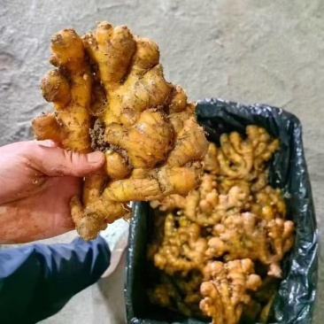 精品贵州二黄姜