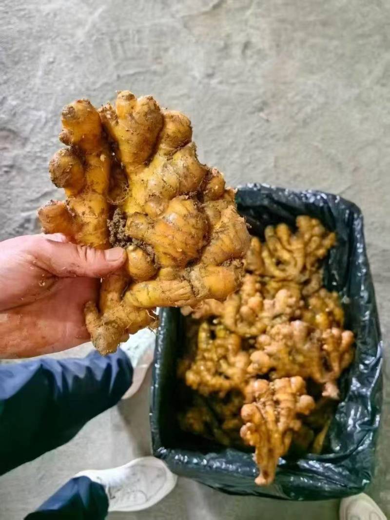 精品贵州二黄姜