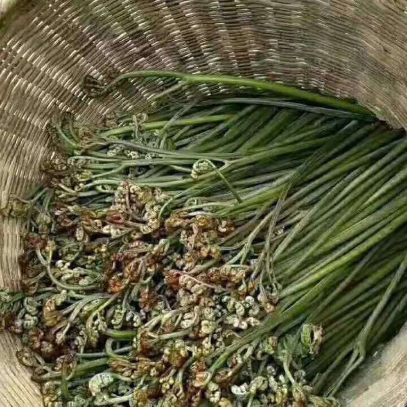 贵州野生蕨苔蕨菜