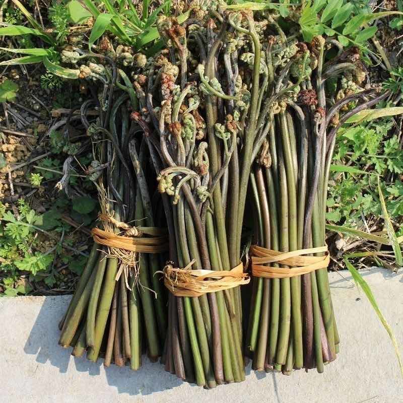 贵州野生蕨苔蕨菜