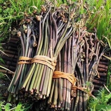 贵州野生蕨苔蕨菜