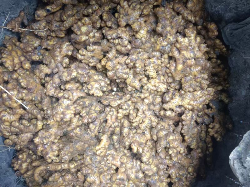 贵州小黄江，可做菜可做药好吃不贵