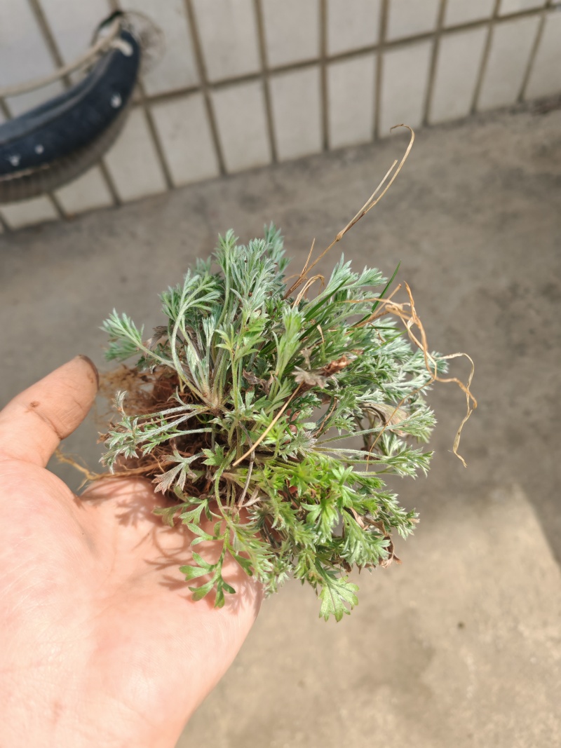 茵陈