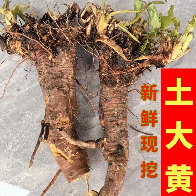 新鲜现挖土大黄带根金不换