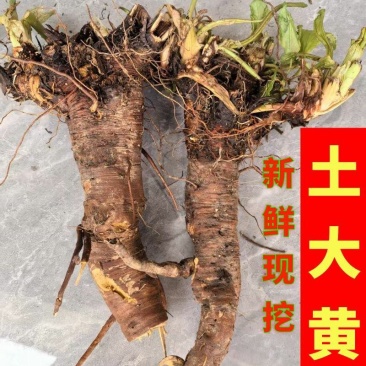 新鲜现挖土大黄带根金不换